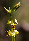 Diuris sulphurea Hornet Orchid(Side lit)